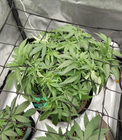 Watermelon  🍉😋. Week 5