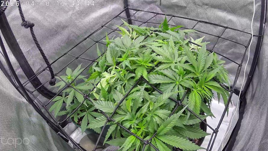 Watermelon  🍉😋. Week 5