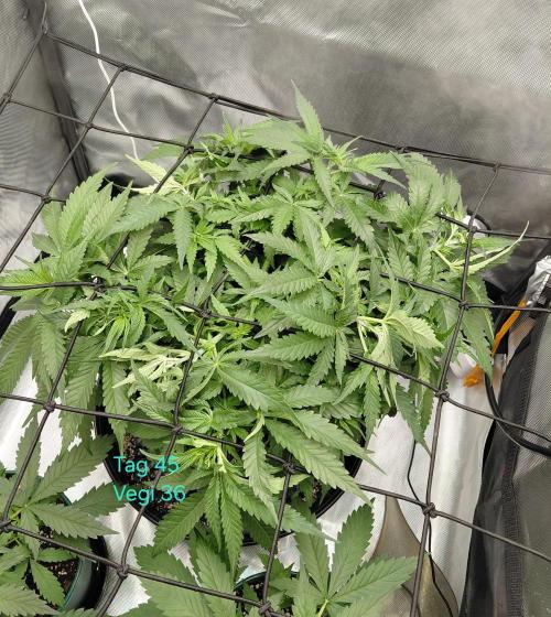 Watermelon  🍉😋. Week 6