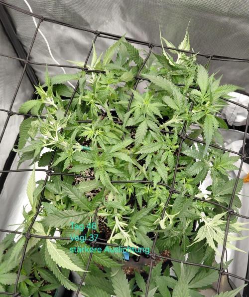 Watermelon  🍉😋. Week 6