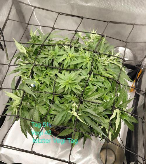 Watermelon  🍉😋. Week 6