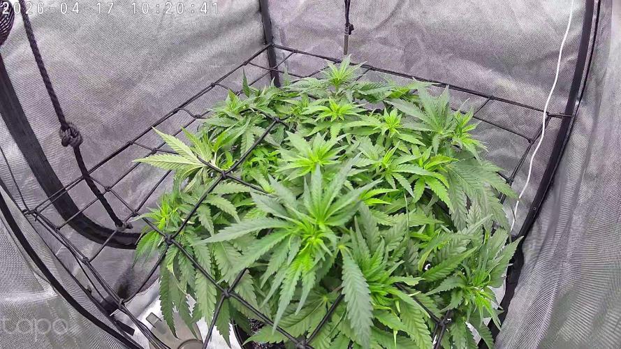 Watermelon  🍉😋. Week 6