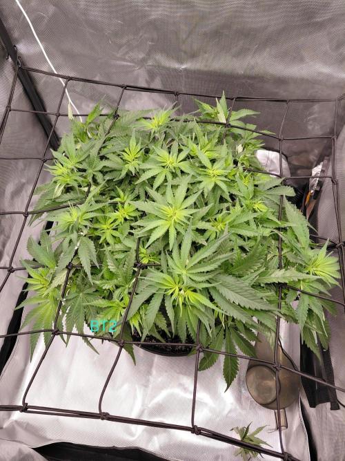 Watermelon  🍉😋. Week 7