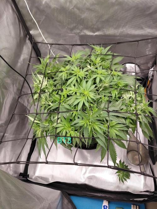 Watermelon  🍉😋. Week 7