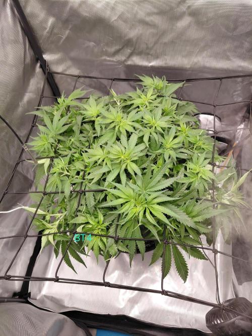 Watermelon  🍉😋. Week 7