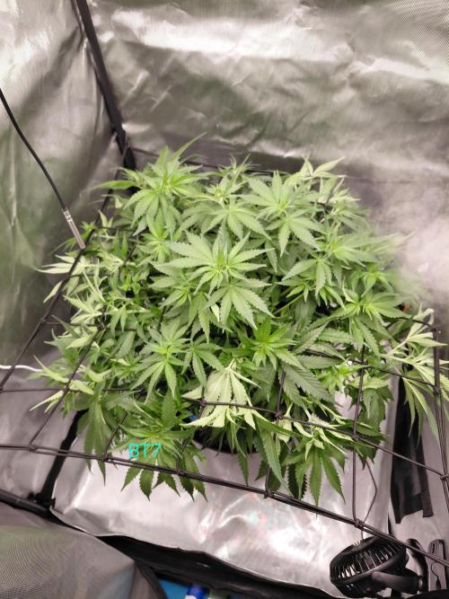Watermelon  🍉😋. Week 7