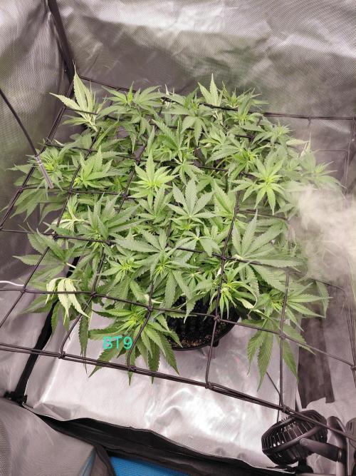 Watermelon  🍉😋. Week 8