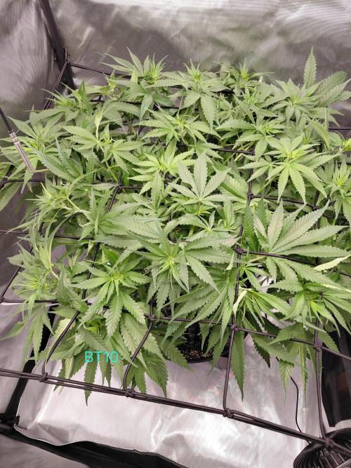 Watermelon  🍉😋. Week 8