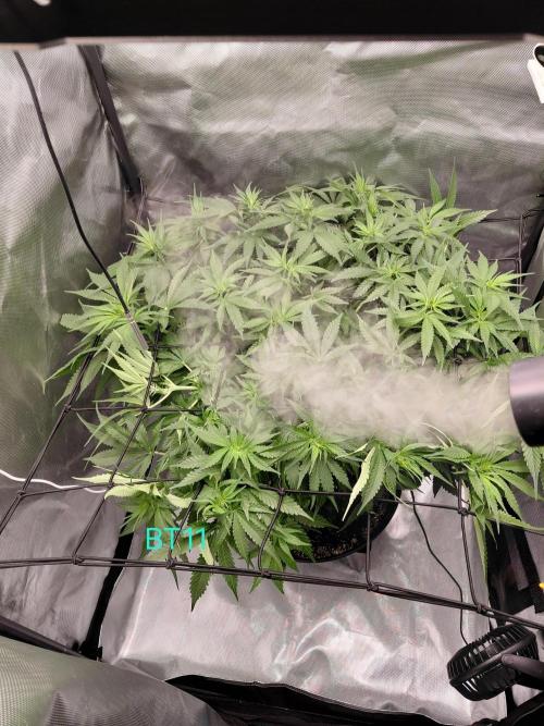 Watermelon  🍉😋. Week 8
