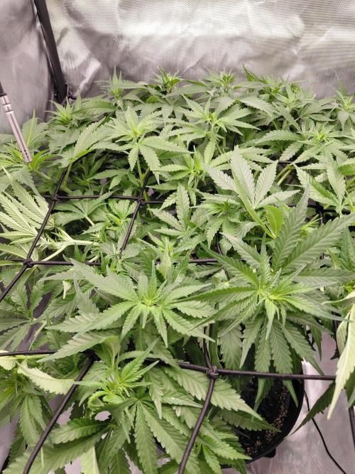 Watermelon  🍉😋. Week 8