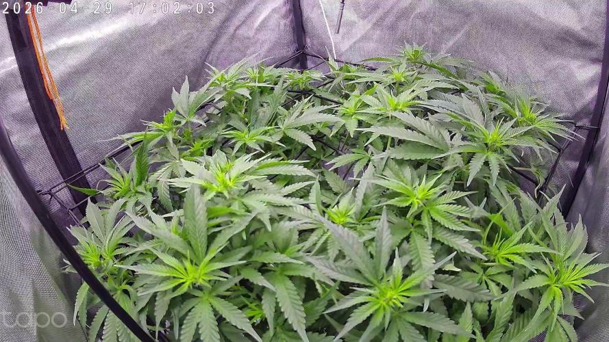 Watermelon  🍉😋. Week 8