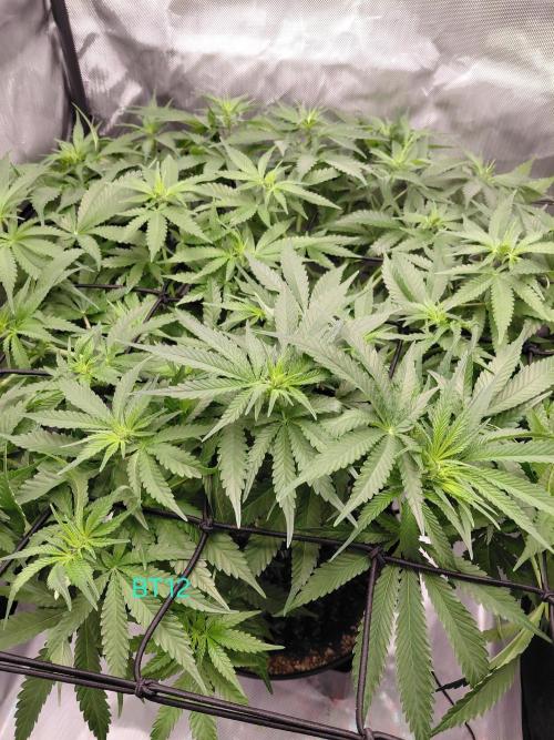 Watermelon  🍉😋. Week 8
