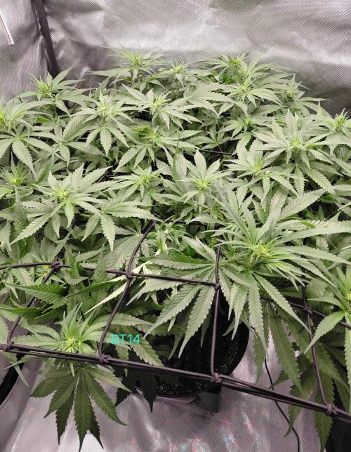 Watermelon  🍉😋. Week 8