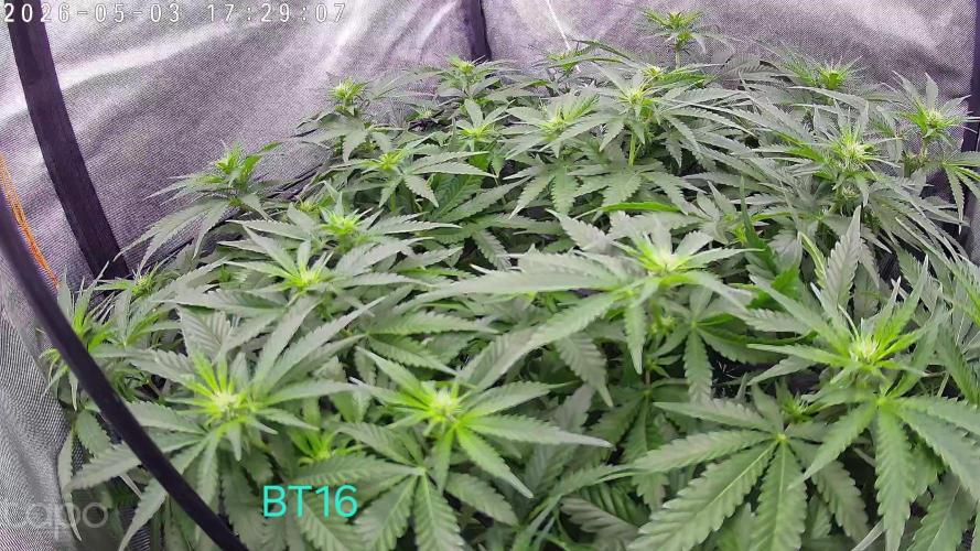 Watermelon  🍉😋. Week 9