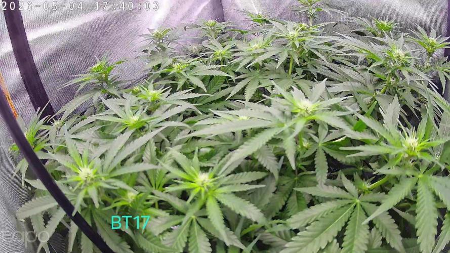 Watermelon  🍉😋. Week 9