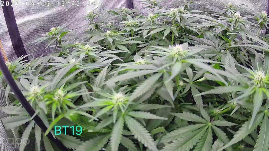 Watermelon  🍉😋. Week 9
