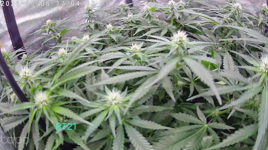 Watermelon  🍉😋. Week 9
