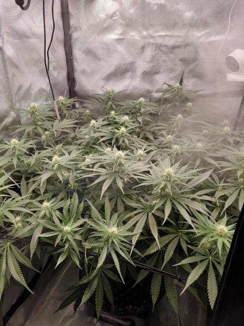Watermelon  🍉😋. Week 10