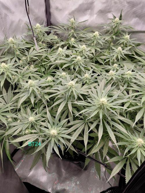 Watermelon  🍉😋. Week 10