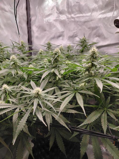 Watermelon  🍉😋. Week 10