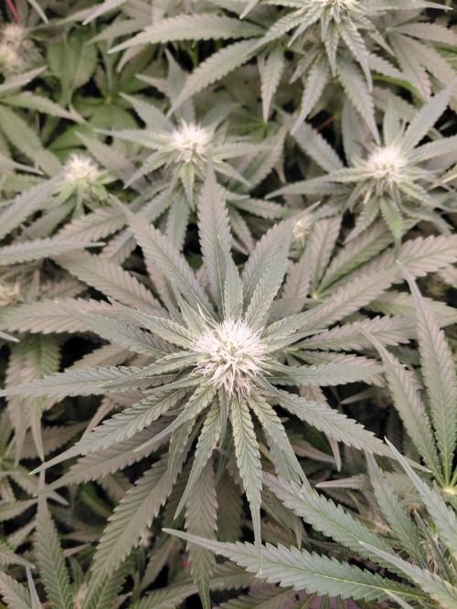 Watermelon  🍉😋. Week 10