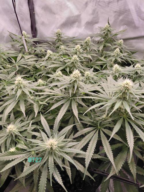 Watermelon  🍉😋. Week 10