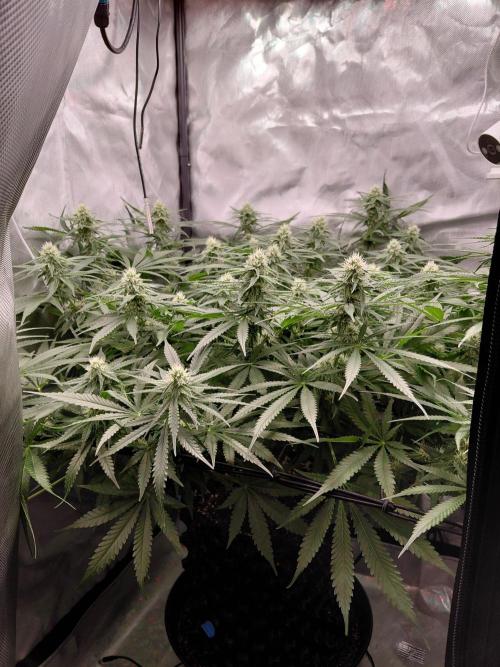 Watermelon  🍉😋. Week 10