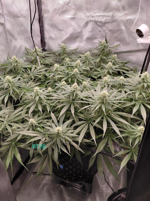 Watermelon  🍉😋. Week 10