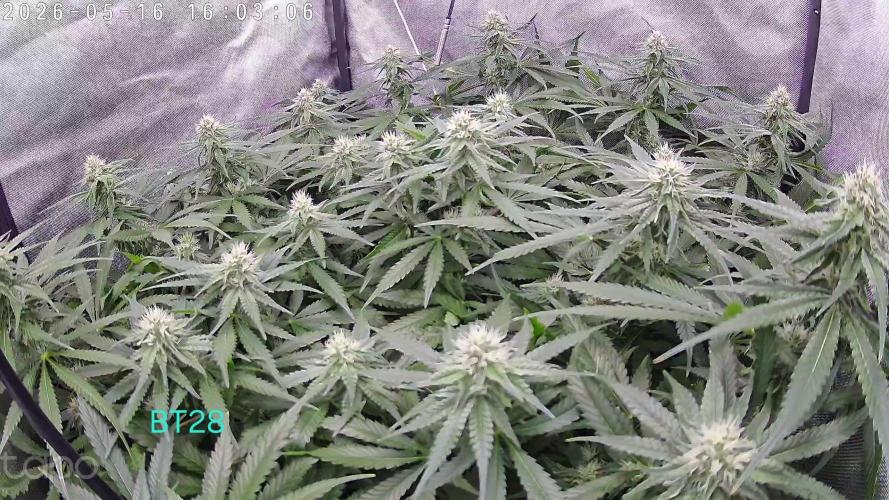 Watermelon  🍉😋. Week 10