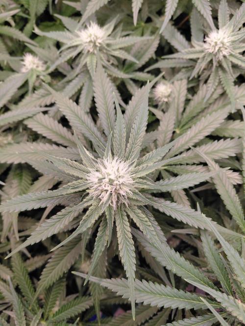 Watermelon  🍉😋. Week 10