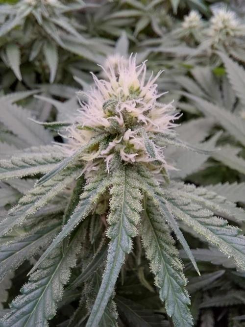 Watermelon  🍉😋. Week 10