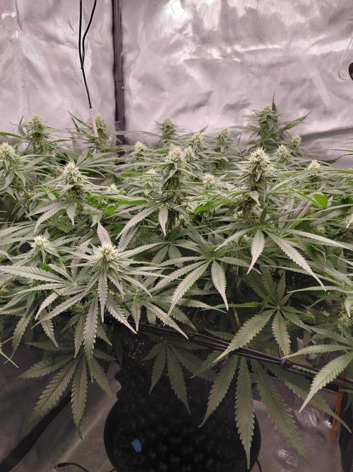 Watermelon  🍉😋. Week 10