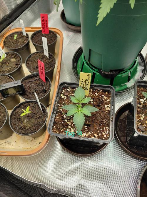 Sonntagsentspannung Balkon. Week 2