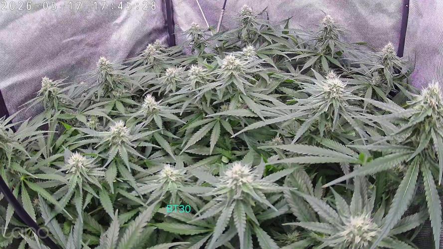 Watermelon  🍉😋. Week 11