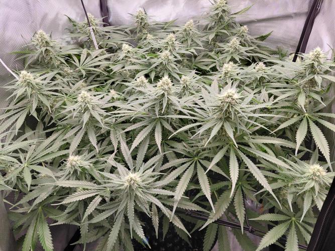 Watermelon  🍉😋. Week 11