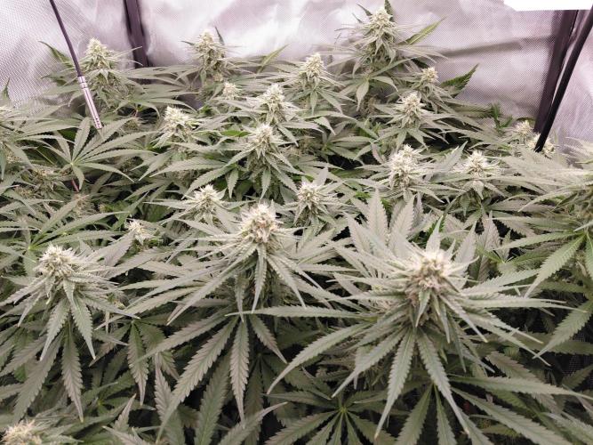 Watermelon  🍉😋. Week 11