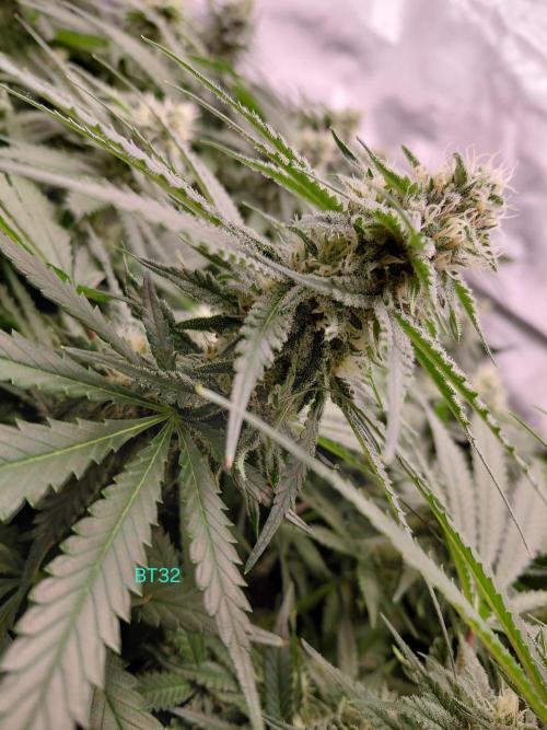 Watermelon  🍉😋. Week 11