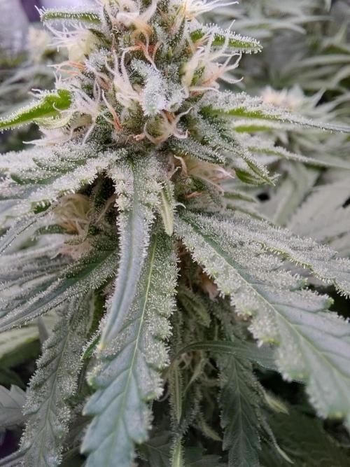 Watermelon  🍉😋. Week 11