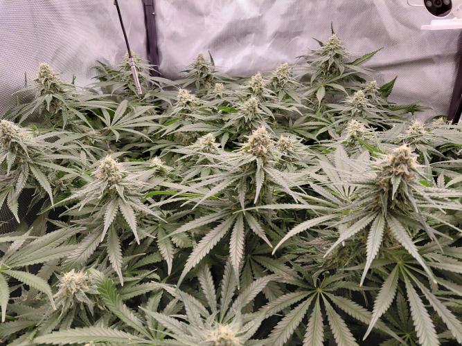 Watermelon  🍉😋. Week 11