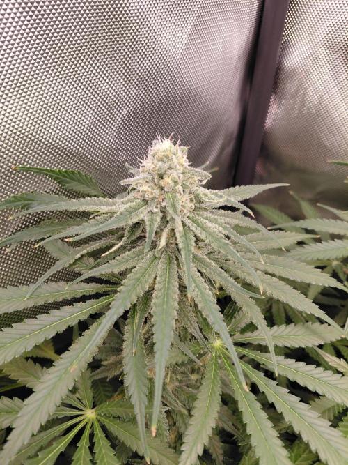 Watermelon Z. Week 11