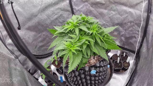 Watermelon Z. Week 10