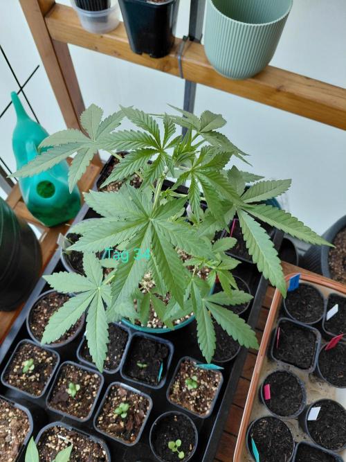 Sundae Driver Automatic. Week 5
