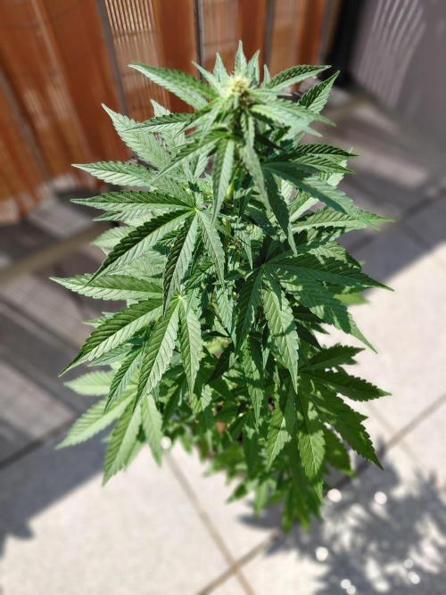 Sundae Driver Automatic. Week 8