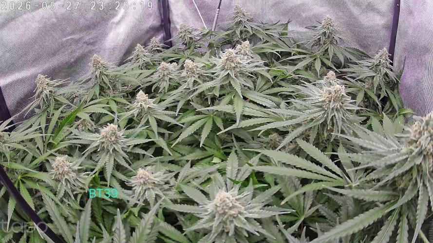 Watermelon  🍉😋. Week 12