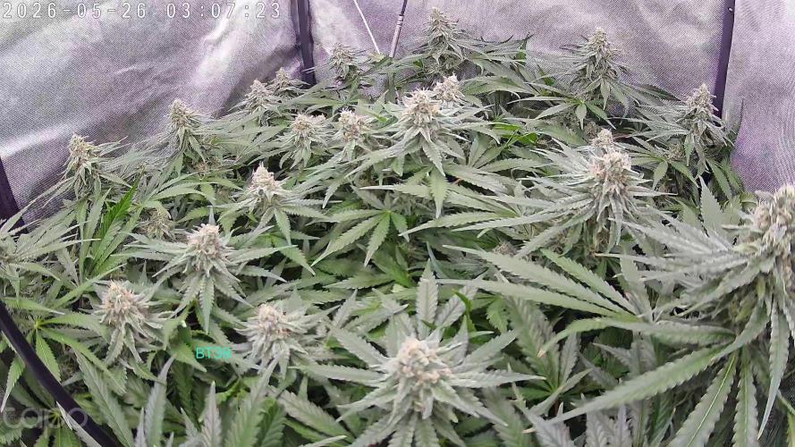 Watermelon  🍉😋. Week 12