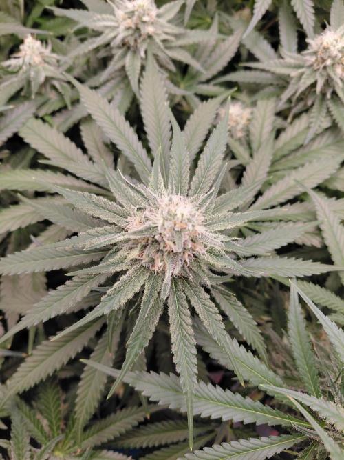 Watermelon  🍉😋. Week 12