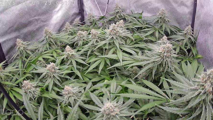 Watermelon  🍉😋. Week 13