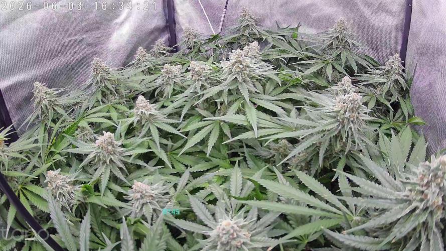 Watermelon  🍉😋. Week 13