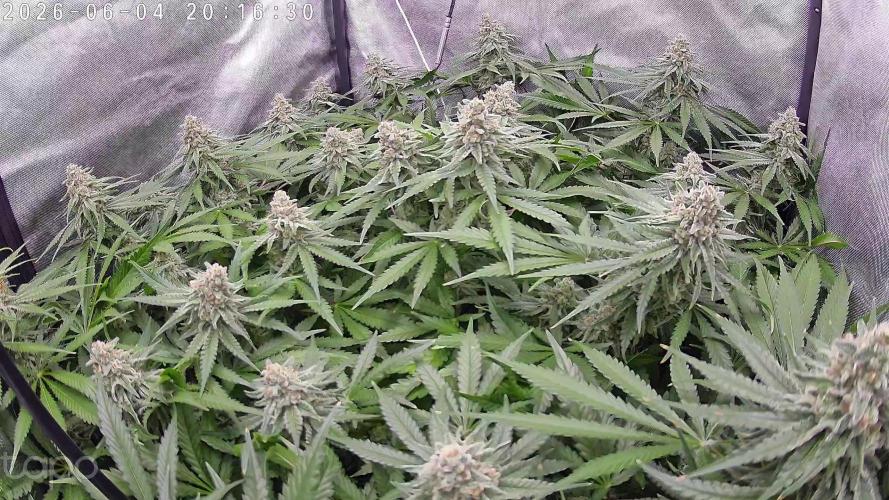 Watermelon  🍉😋. Week 13