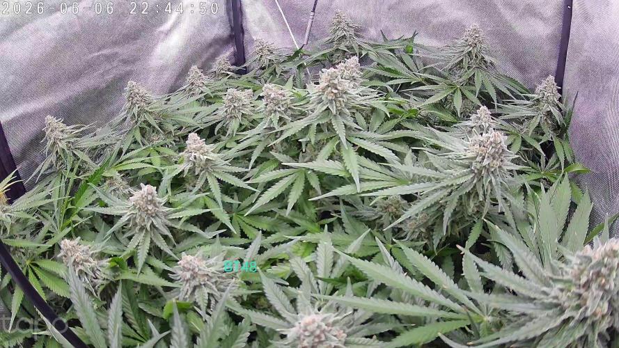 Watermelon  🍉😋. Week 13